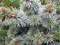 Preview: Picea sitchensis Silberzwerg - Silbrige Zwergform der Sitka-Fichte -  20-25