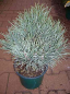 Preview: Pinus sylvestris  Argentea compacta - Silbergraue Zwergkiefer -  15-20