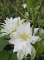 Preview: Clematis Arctic Queen TM Evitwo(N) (60-100 cm) - Waldrebe/Klemat