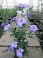 Preview: Hibiscus syriacus Oiseau bleu - Garten Eibisch -  40-60