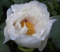 Preview: Paeonia suffruticosa Hybriden i.F. - Strauchpfingstrose - Baumpfingstrose -