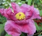 Preview: Paeonia suffruticosa Hybriden i.F. - Strauchpfingstrose - Baumpfingstrose -