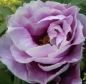 Preview: Paeonia suffruticosa Hybriden i.F. - Strauchpfingstrose - Baumpfingstrose -