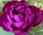 Preview: Paeonia suffruticosa Hybriden i.F. - Strauchpfingstrose - Baumpfingstrose -