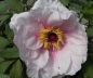 Preview: Paeonia suffruticosa Hybriden i.F. - Strauchpfingstrose - Baumpfingstrose -