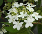 Preview: Viburnum plicatum Watanabe - Zwerg-Schneeball -