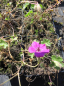 Preview: Geranium sanguineum Max Frei - Blutstorchschnabel -