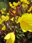 Preview: Oenothera tetragona Sonnenwende - Garten-Nachtkerze -