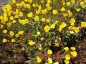 Preview: Oenothera tetragona Sonnenwende - Garten-Nachtkerze -
