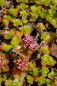 Preview: Sedum spurium Roseum Superbum - Gartenfettblatt