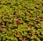 Preview: Sedum spurium Roseum Superbum - Gartenfettblatt