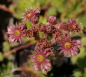 Preview: Sempervivum hybr. Lila Fee - Hauswurz - Dachwurz