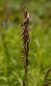 Preview: Melica altissima Atropurpurea - Perlgras -