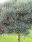 Preview: Pinus sylvestris  Glauca Formschnitt-Schirm - Blaue Bergkiefer - 200-250