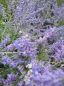 Preview: Perovskia atriplicifolia Lacey Blue (R) - Blauraute - 30-40