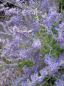 Preview: Perovskia atriplicifolia Lacey Blue (R) - Blauraute - 30-40