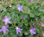 Preview: Campanula poscharskyana Stella - Hängepolster - Glockenblume -