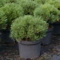 Preview: Pinus mugo Mops - Kugel-Kiefer - 20-25