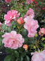 Preview: Strauchrose Rosario ® - Rosa Rosario - Tantau Rose