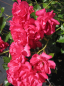 Preview: Bodendeckerrose Rody® - Rosa Rody® - himbeerrot - Tantau-Rose -  sehr robust -