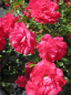 Preview: Bodendeckerrose Rody® - Rosa Rody® - himbeerrot - Tantau-Rose -  sehr robust -