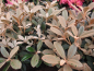 Preview: Rhododendron tsariense Queen Bee 3