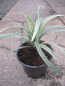 Preview: Liriope spicata Silver Dragon - Schleichgras - Affengras - Lilientraube