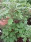 Preview: Quercus ilicifolia 'Nana' (40-60 cm) - Amerikanische Straucheiche