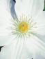Preview: Clematis 'Madame le Coultre' (60-100 cm) - Waldrebe (großblumige Klematis)