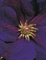 Preview: Clematis hybride 'Jackmanii Superba' (60-100 cm) - Waldrebe (Klematis)