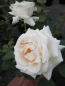 Preview: Rosa Renaissance Rose Helena® Strauchrose - zartes Rosa