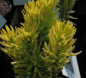 Preview: Cephalotaxus harringtonia Korean Gold