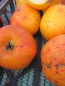 Preview: Winterapfelbaum Cox Orange