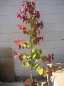 Preview: Cercis canadensis Eternal Flame 4
