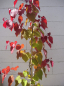 Preview: Cercis canadensis Eternal Flame 1