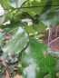 Preview: Cercis canadensis Texas White 2