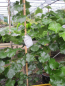 Preview: Cercis canadensis Texas White 1