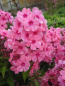 Preview: Flammenblume Windsor Phlox