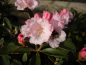 Preview: Rhododendron tsariense Queen Bee 4