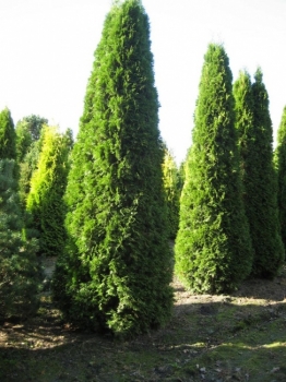 Thuja occidentalis Smaragd - Smaragd Lebensbaum - 500 - 600