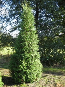 Thuja occidentalis - Abendländischer Lebensbaum - 350 - 400