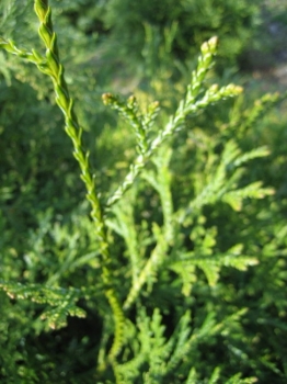 Thujopsis dolobrata  - Hiba Lebensbaum - 150-175
