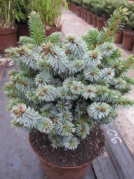 Picea sitchensis Silberzwerg - Silbrige Zwergform der Sitka-Fichte -  20-25