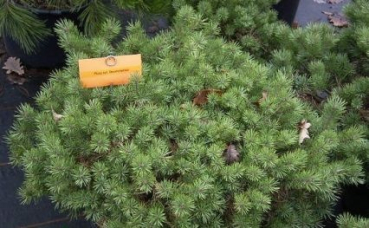 Pinus sylvestris Beuvronensis - Gemeine Zwergkiefer -  30-40