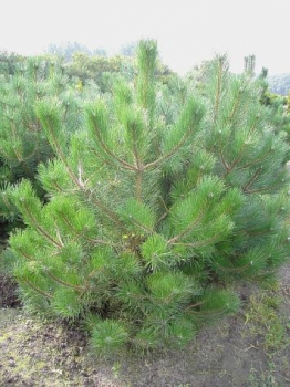 Pinus ponderosa - Gelb-Kiefer - Gold-Kiefer - Ponderosa-Kiefer - 40-60cm