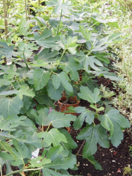 Ficus carica Nero - Schwarze Feige -  60-80