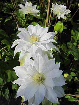 Clematis Arctic Queen TM Evitwo(N) (60-100 cm) - Waldrebe/Klemat