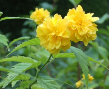 Kerria japonica Pleniflora  - Ranunkelstrauch - Goldröschen -  40 - 60 cm