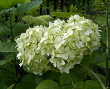 Hydrangea arborescens  Grandiflora  - Schneeballhortensie -  40-60