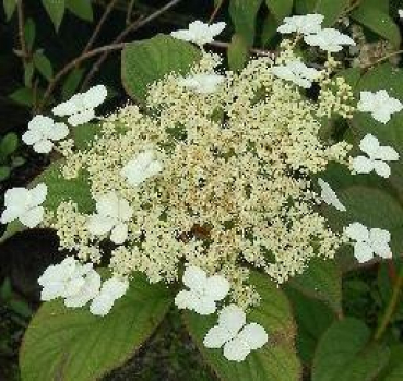 Hydrangea heteromalla  Nepal Beauty  - Asiatische Strauchhortensie -  30-40